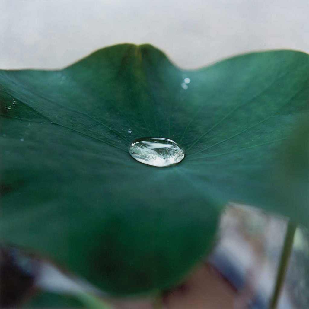 Rinko Kawauchi